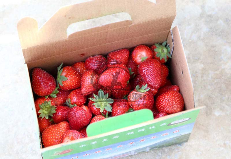 Picking Strawberry