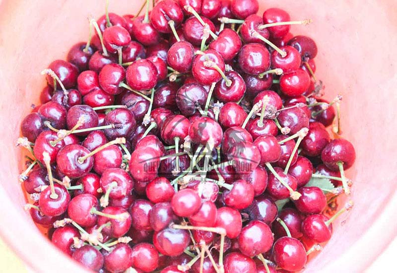  Cherrys