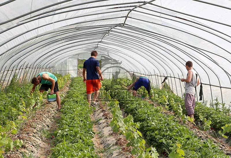 chinese Picking Strawberry