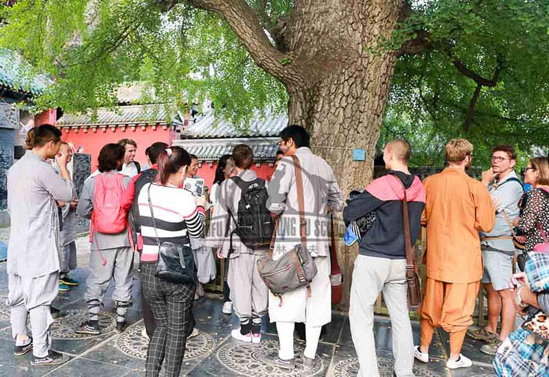 old trees shaolin temple